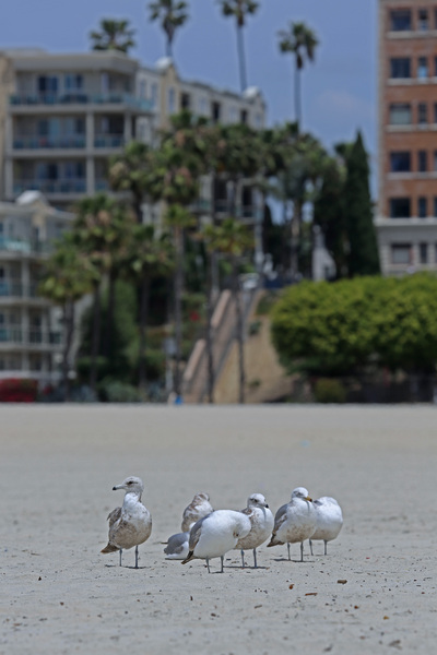 Les Goélands de la plage - Long Beach