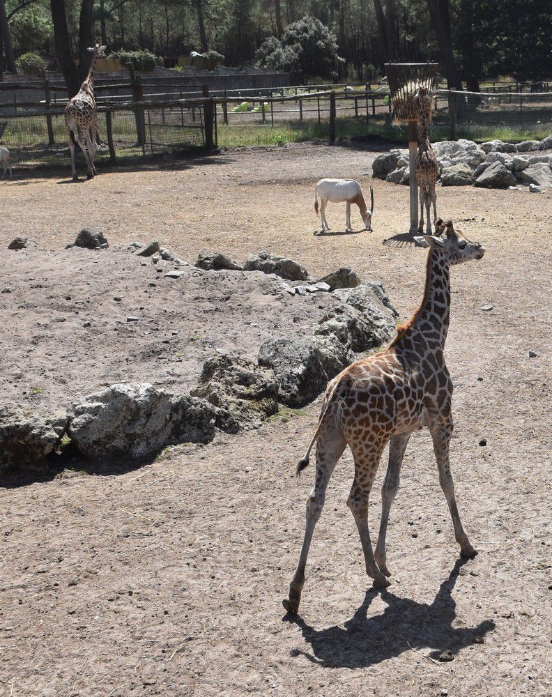 Les girafes du Zoo de La Teste - août 2024...