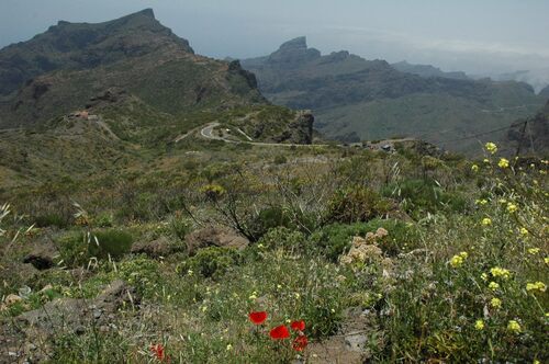 Canaries -  Ile de Tenerife  (Espagne) 