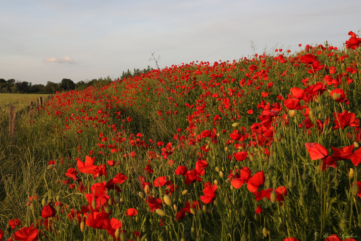 Hermé et ses coquelicots 