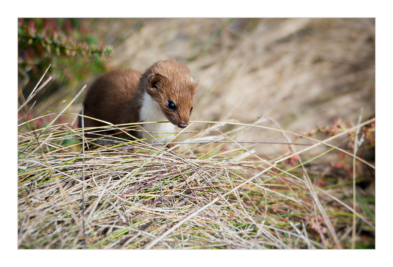 Mustela nivalis