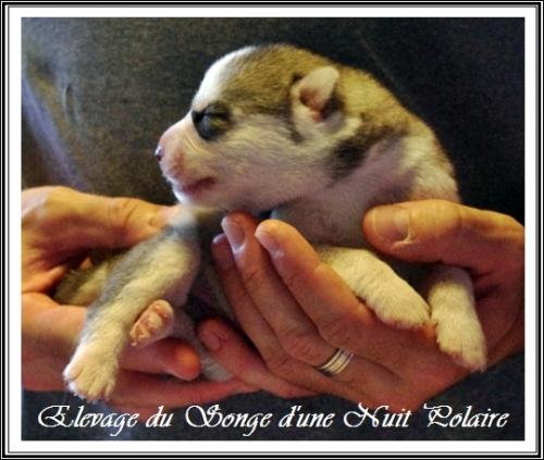 Mâle 3 (6 jours)