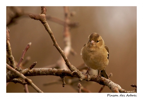 Les Petits Oiseaux du Teich - Pinsons des Arbres