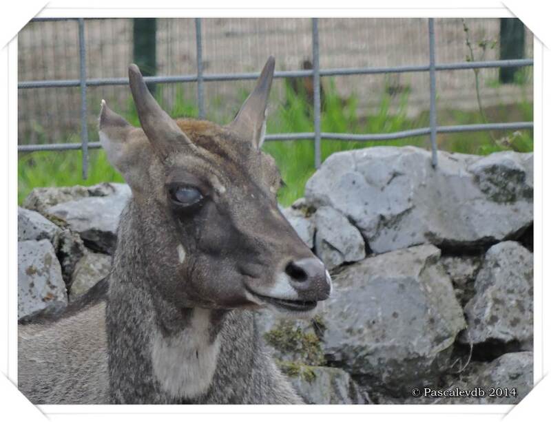 Zoo du Bassin d'Arcachon à La Teste de Buch - 16/20