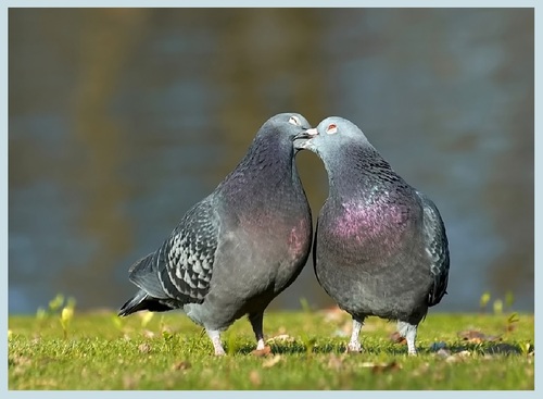 ‎« Les pigeons, c'est mignon ! »‎