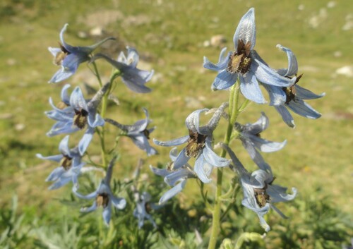 Fleurs bleues