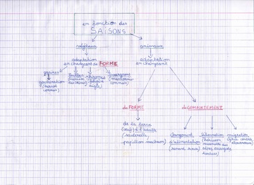 Carte mentale sur les adaptations des êtres vivants selon les saisons