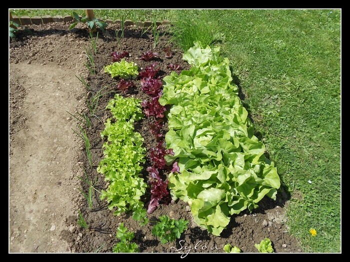 Fleurs de mon jardin