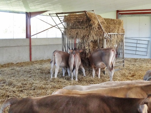 Une "nurserie" pour les vaches Brune , chez Chevallier-Jacoillot à Mauvilly...
