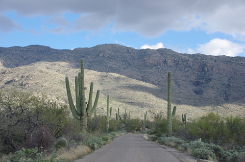 Jour 12 - Saguaro National Park, Arizona