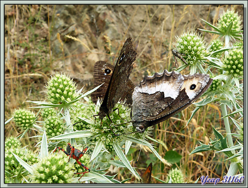 Papillons "hipparchia" indéterminés - Région d'Olette - 66  (Faune)