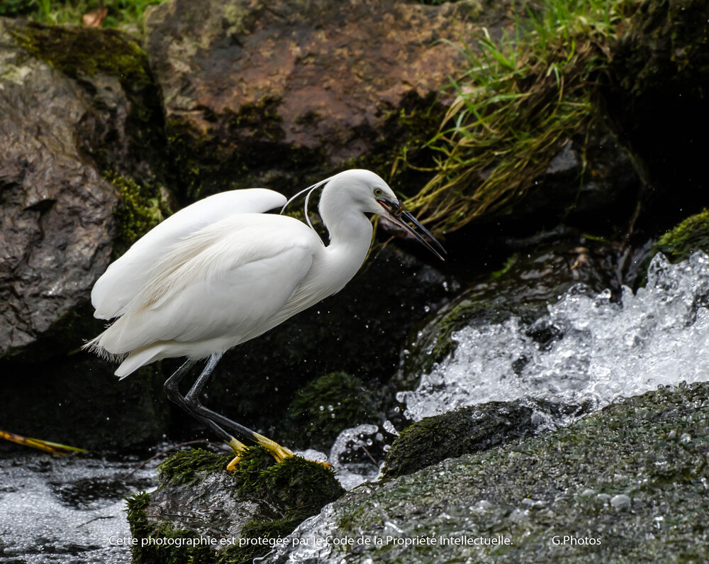 Remerciements et l'art de la pêche