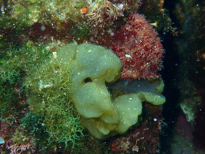 La diversité de l'ile Jarron - Snorkeling du 31 juillet 2020