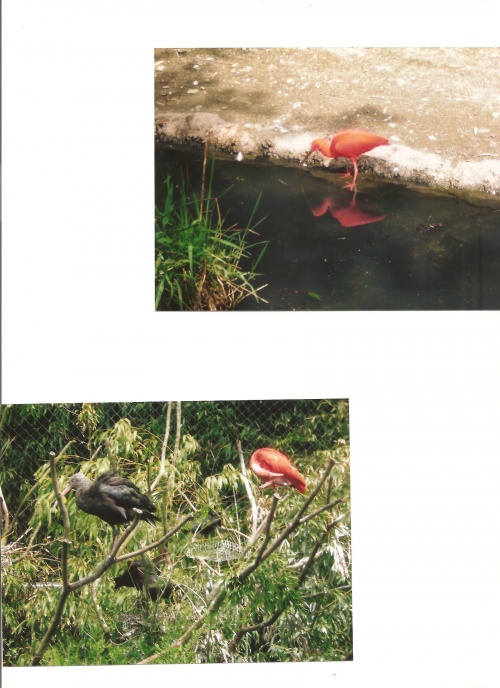 LE PARC AUX OISEAUX DES DOMBES