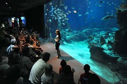 Aquarium de requin