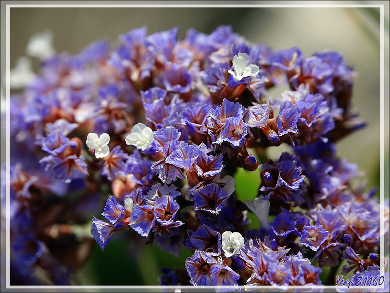 Limonium à feuilles sinuées, Lavande de mer, Statice, Sea lavander (Limonium sinuatum) - Camps Bay - Cape Town - Afrique du Sud