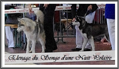 Exposition canine de Monclar-de-Quercy (4 mai 2014)