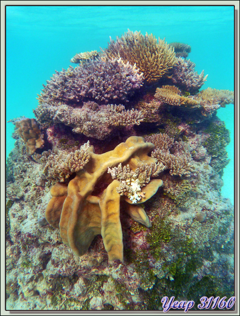 Colonne de coraux - Motu Varney - Atoll Tikehau - Archipel des Tuamotu - Polynésie française