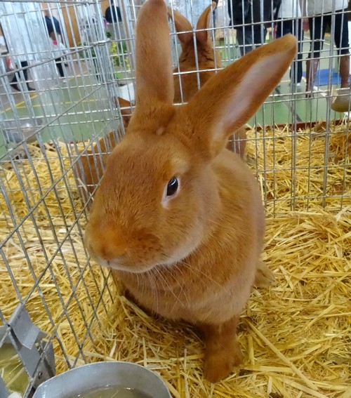 Le salon avicole 2016 de Châtillon sur Seine nous a présenté de superbes lapins...