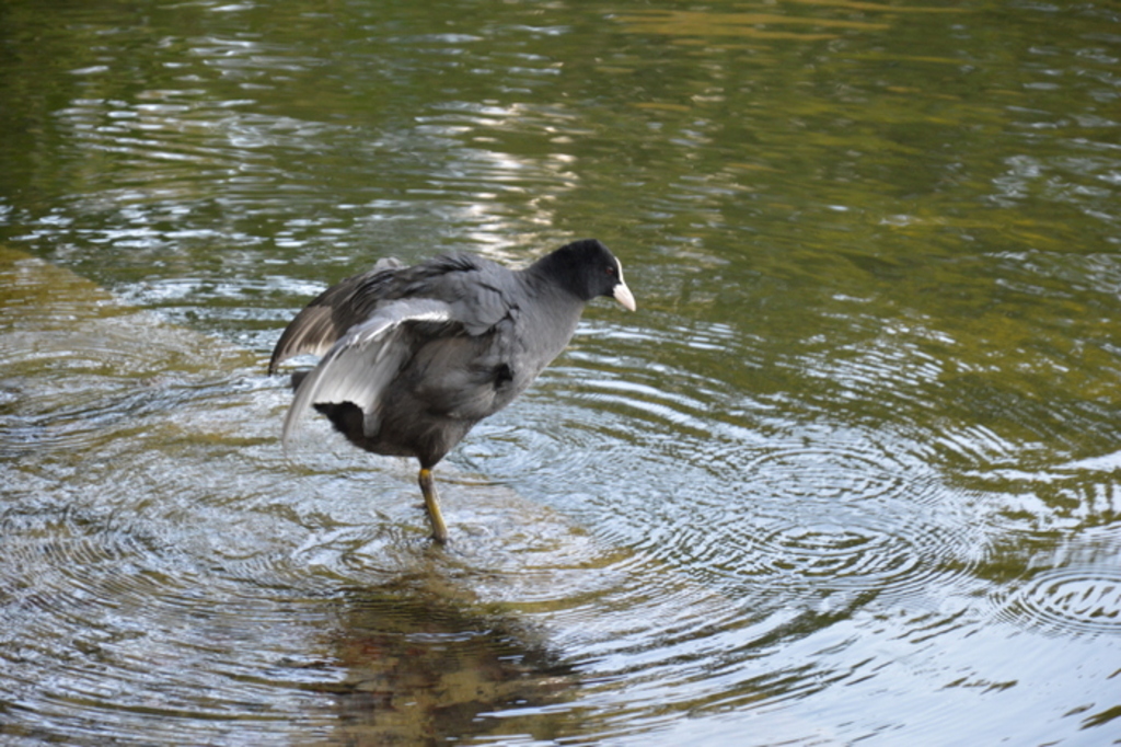 Défi Lydie Plan d'eau