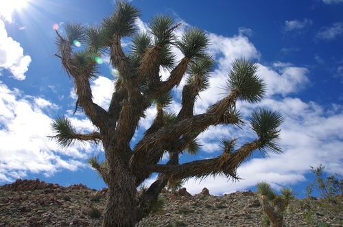 Joshua Tree National Park #12