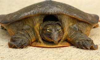 Tortues bizarres ... 