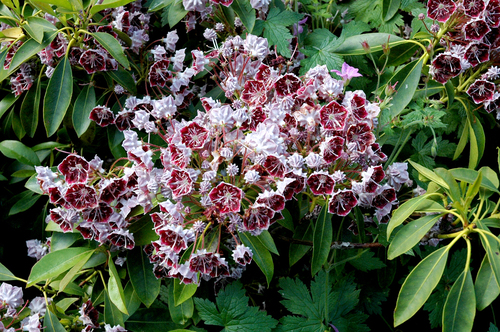 Fleurs cultivées ; Kalmia