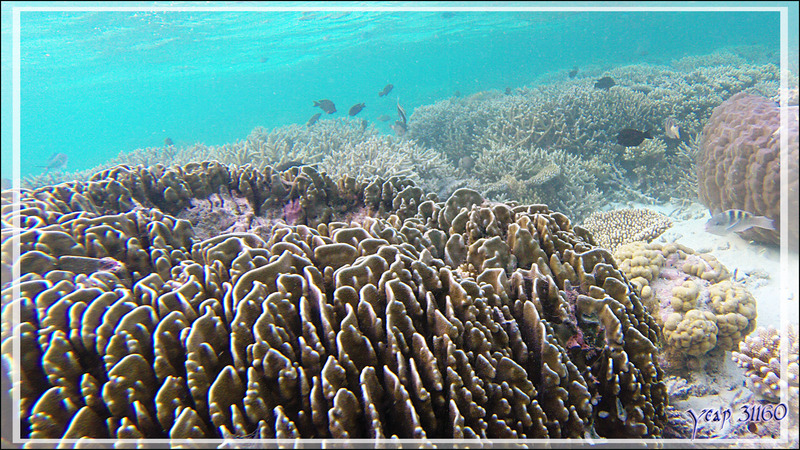 Patate de corail (Porites sp) - Athuruga - Atoll d'Ari - Maldives
