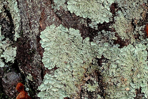 Des lichens sur les arbres