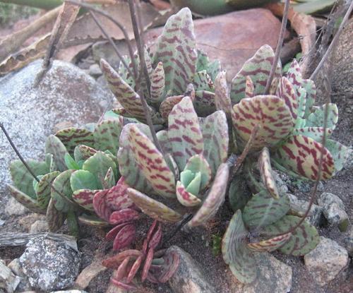 Fleurs cultivées : kalanchoe