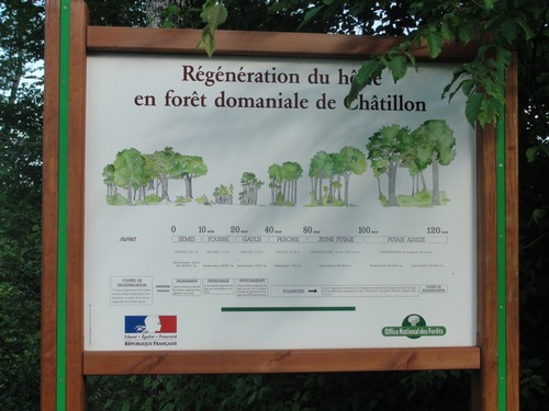 -Arbustes et arbres de nos forêts Châtillonnaises
