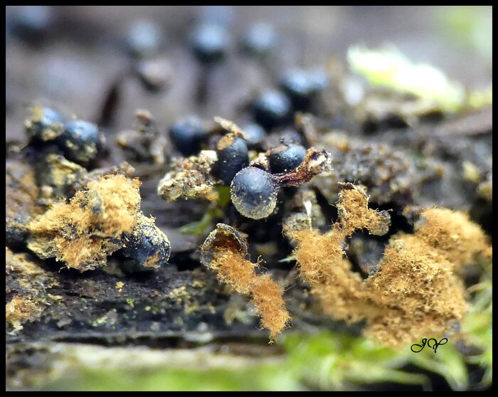 Metatrichia floriformis.