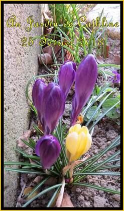 Balade au jardin et Avec la lune du 1er au 10 mars 2018