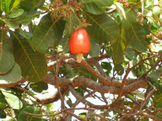 Burkina Noix de Cajou