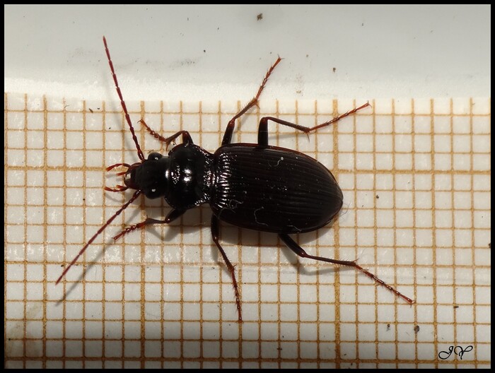 Nebria brevicollis.