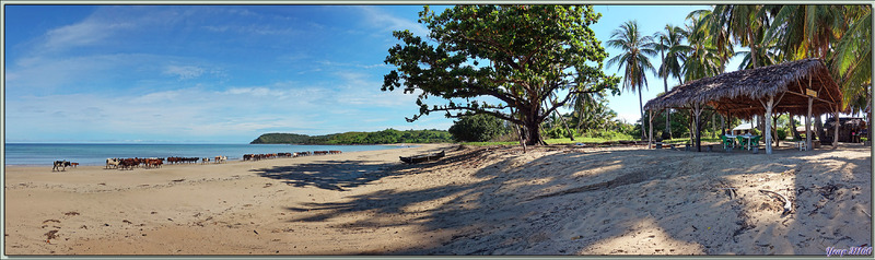 Zébus sur la plage : et puis s'en vont ... - Grande Mitsio - Madagascar