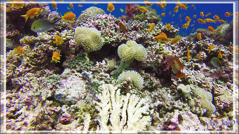  Sarcophyton ou Alcyonaire pédonculé ou Corail cuir, Stalked alcyonarian (Sarcophyton sp.) et  Barbier rouge à queue de lyre mâle et femelles - Athuruga Reef - Atoll d'Ari - Maldives