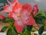 Identification par les fleurs !