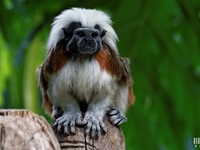 Tamarin  : Pinché à crête blanche (Pairi Daiza, 25 avril 2017)