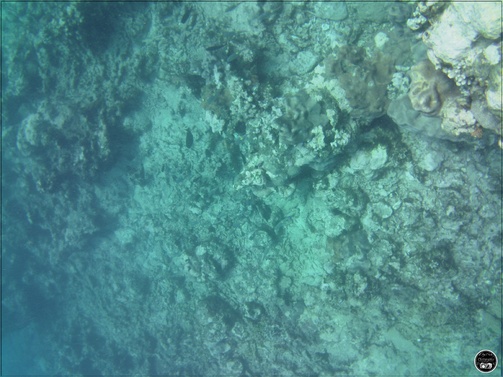 La plongée à l'île Maurice