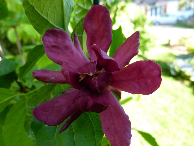 synocalycanthus venus