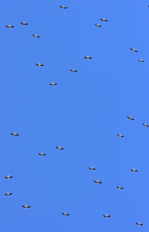 season birds migration flying blue sky 