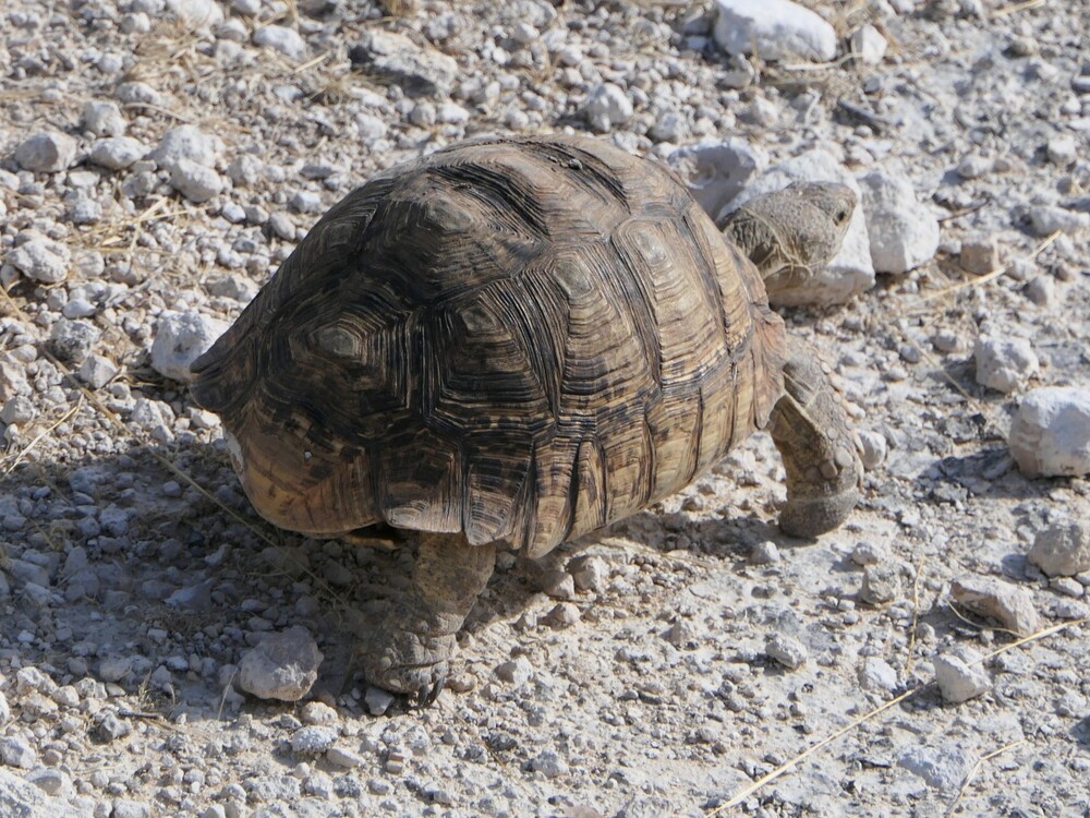 Parc national d'Etosha (2)