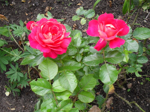 Quelques Roses