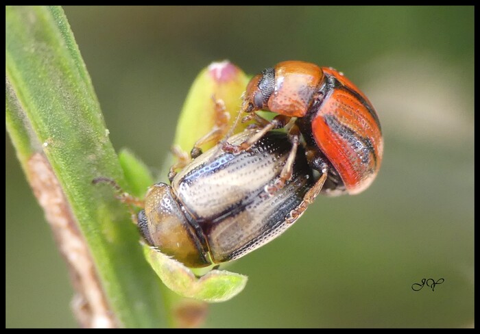 Gonioctena olivacea. 