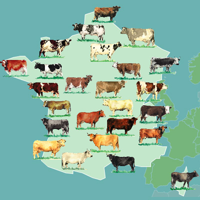 Les races bovines | Animal & Elevage | La-viande.fr