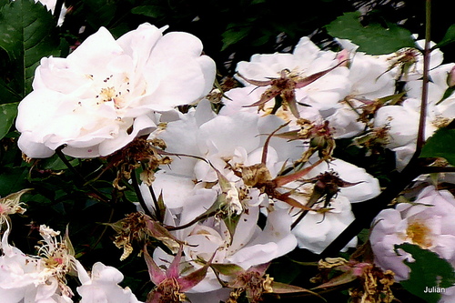 Des roses blanches 