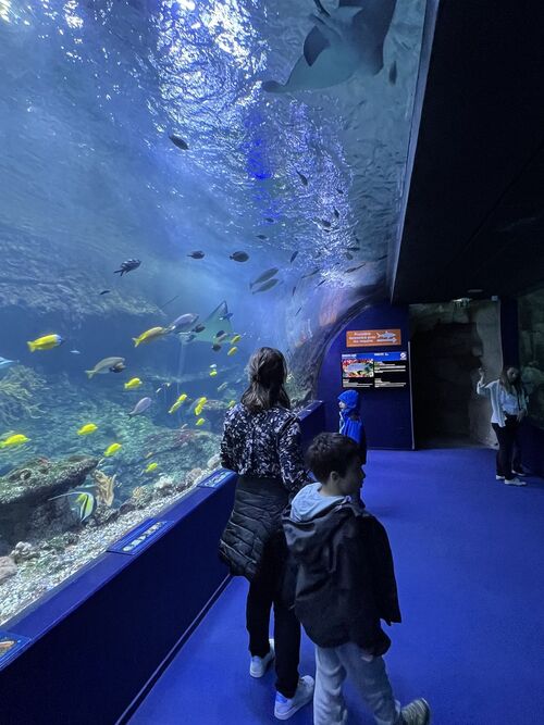 Aquarium Biarritz 1