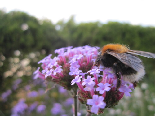 Le jardin, un lieu idéal pour préserver les pollinisateurs