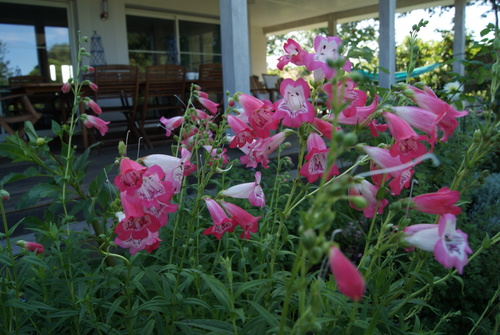 Penstemon rose et blanc ' Souvenir d'Adrien Régnier '